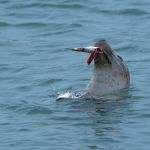 Grijze Zeehond