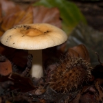 Beukenrussula