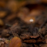 Melksteelmycena