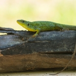 Lacerta diplochondrodes