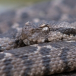 Ottomaanse Adder