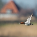 Foto van de maand April 2025