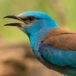 Scharrelaar