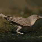 Sperwergrasmus