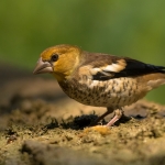 Appelvink