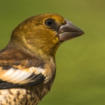 Appelvink