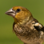 Appelvink