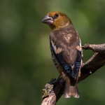 Appelvink