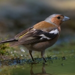 Vink