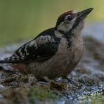 Grote Bonte Specht