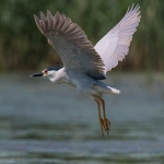 Kwak
