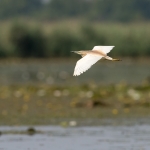 Ralreiger