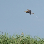 Purperreiger