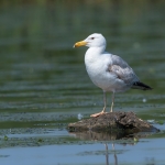 Pontische Meeuw