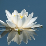 Witte Waterlelie