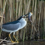 Kwak