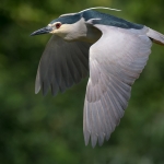 Kwak