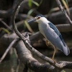Kwak