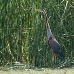 Purperreiger