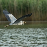 Blauwe Reiger