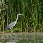 Blauwe Reiger