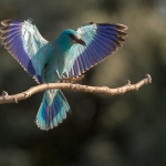 Scharrelaar