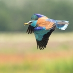 Scharrelaar