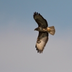 Buizerd