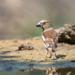 Appelvink 