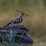 Hop