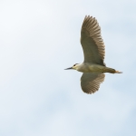Kwak