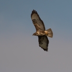 Buizerd