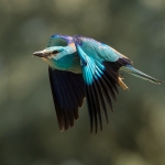 Scharrelaar