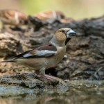 Appelvink