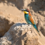 Bijeneter