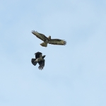 Buizerd