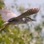 Kwak