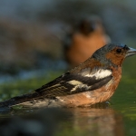 Vink