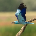 Scharrelaar