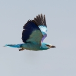 Scharrelaar