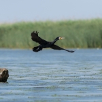 Aalscholver
