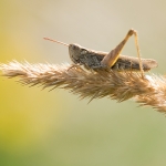 Bruine Sprinkhaan