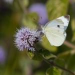 Scheefbloemwitje