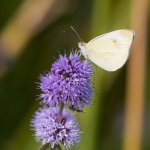 Scheefbloemwitje