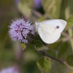 Scheefbloemwitje