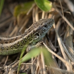 Zandhagedis