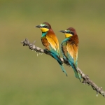 Bijeneter