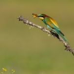 Bijeneter