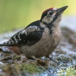 Grote Bonte Specht