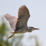 Kwak